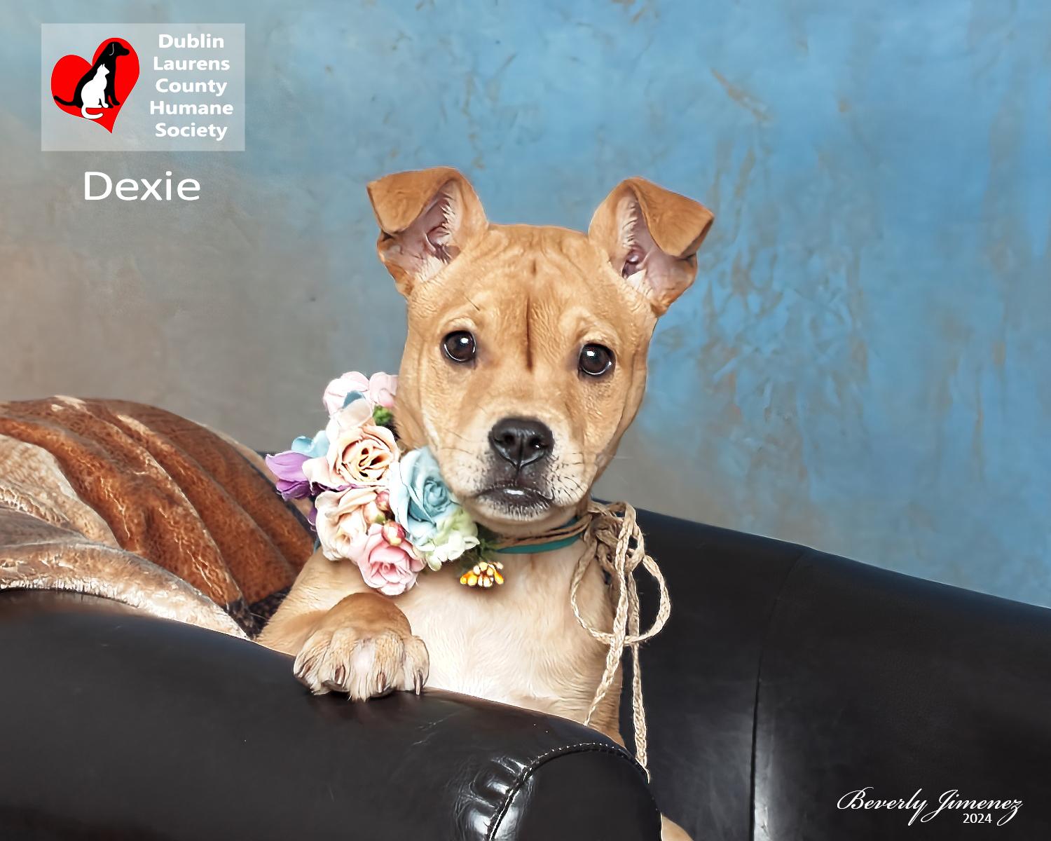 Dexie