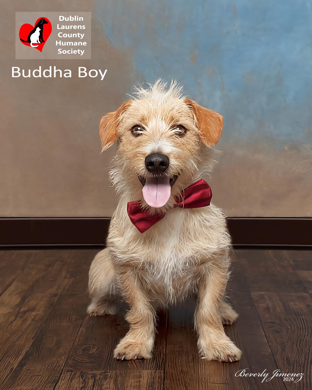Buddha Boy
