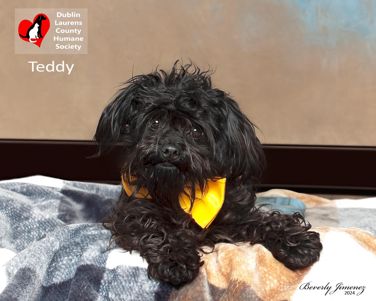 Teddy