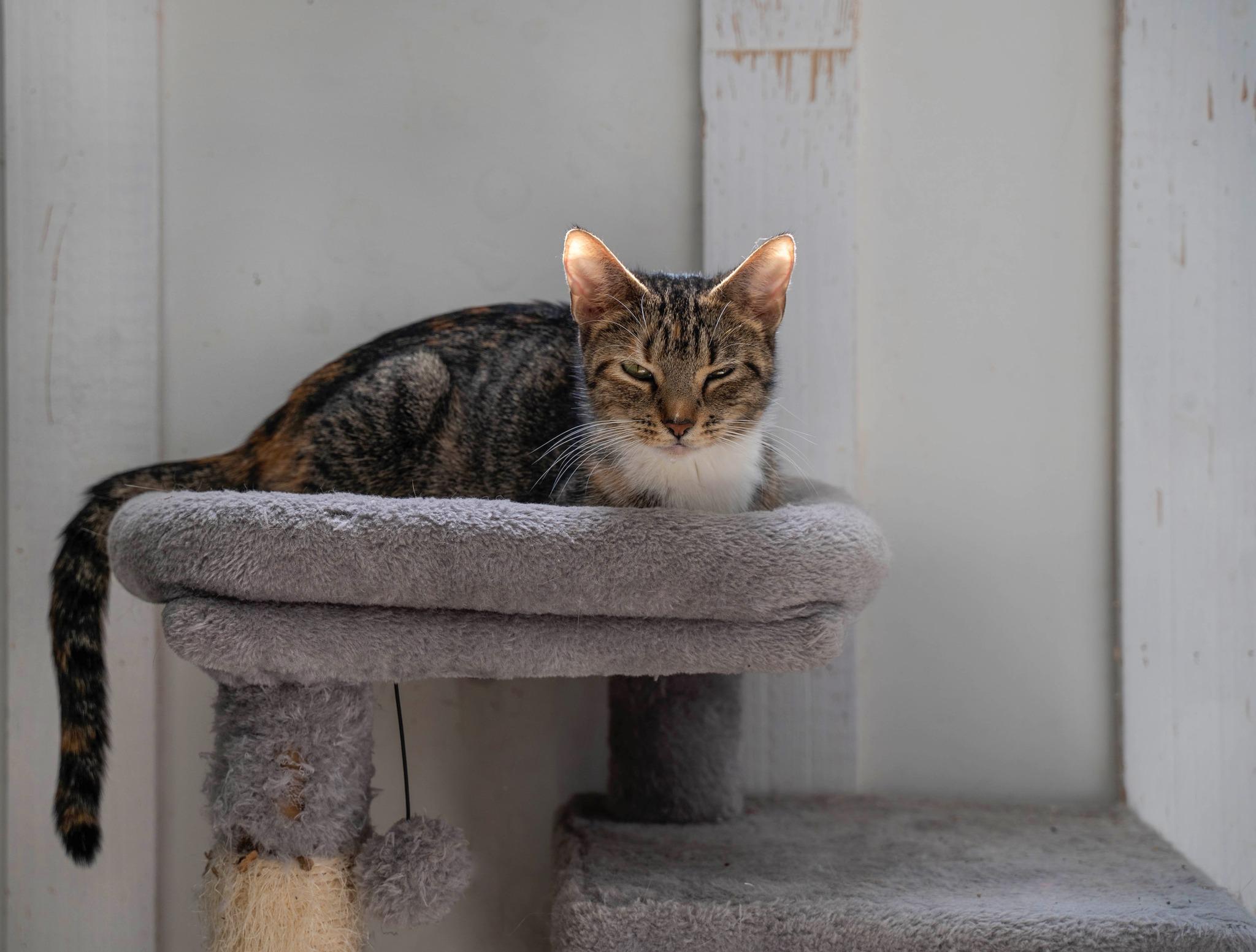 cat1