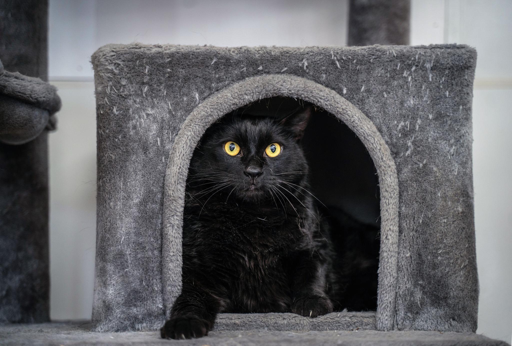 cat2